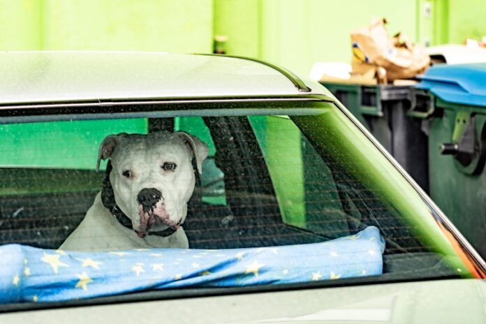 white and black short coated dog inside car