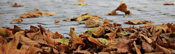 fall, leaves, golden autumn