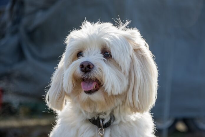 a close up of a white dog with its tongue out